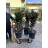 Nerium Oleander 130 cm