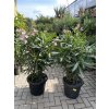 Nerium Oleander 130 cm