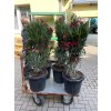 Nerium Oleander 130 cm