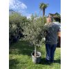 Olea europea - Olivovník 160 cm +