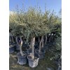 Olea europea - Olivovník 180 cm +