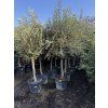 Olea europea - Olivovník 160 cm +