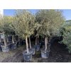 Olea europea - Olivovník 180 cm +
