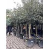 Olea europea - Olivovník 160 cm +