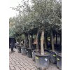 Olea europea - Olivovník 180 cm +