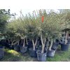 Olea europea - Olivovník 160 cm +