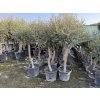 Olea europea - Olivovník 180 cm +