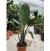 Strelitzia augusta, původ Španělsko 180 cm