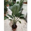 Strelitzia augusta, původ Španělsko 150 cm