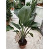 Strelitzia augusta, původ Španělsko 180 cm