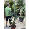 Strelitzia augusta, původ Španělsko 150 cm