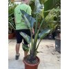 Strelitzia augusta, původ Španělsko 150 cm