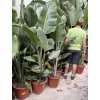 Strelitzia augusta, původ Španělsko 150 cm