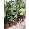 Strelitzia augusta, původ Španělsko 150 cm