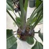 Strelitzia augusta, původ Španělsko 150 cm