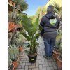 Strelitzia augusta, původ Španělsko 150 cm
