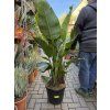 Strelitzia augusta, původ Španělsko 150 cm