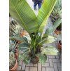 Strelitzia augusta, původ Španělsko 150 cm