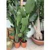 Strelitzia augusta, původ Španělsko 150 cm