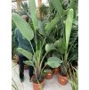 Strelitzia augusta, původ Španělsko 150 cm