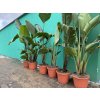 Strelitzia augusta, původ Španělsko 150 cm