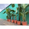 Strelitzia augusta, původ Španělsko 150 cm