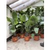 Strelitzia augusta, původ Španělsko 150 cm