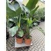 Strelitzia augusta, původ Španělsko 150 cm