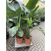 Strelitzia augusta, původ Španělsko 180 cm