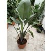 Strelitzia augusta, původ Španělsko 150 cm