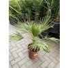 Washingtonia Filifera , palma , 80 cm