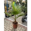 Washingtonia Filifera 100 cm