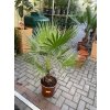 Washingtonia Filifera 100 cm