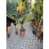 Washingtonia Filifera 100 cm