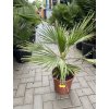 Washingtonia Filifera 100 cm