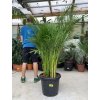 Areca lutescens, chrysalidocarpus, dypsis. 170 cm