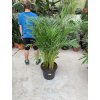 Areca lutescens, chrysalidocarpus, dypsis. 170 cm