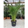 Areca lutescens, chrysalidocarpus, dypsis. 150 cm