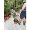 Strelitzia reginae, původ Španělsko, 80 cm
