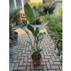Strelitzia reginae, původ Španělsko, 80 cm