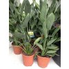 Strelitzia reginae, původ Španělsko, 80 cm