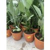Strelitzia reginae, původ Španělsko, 80 cm