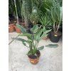 Strelitzia reginae, původ Španělsko, 60 cm