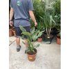 Strelitzia reginae, původ Španělsko, 60 cm