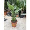 Strelitzia reginae, původ Španělsko, 60 cm