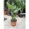 Strelitzia reginae, původ Španělsko, 80 cm