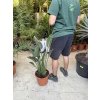 Strelitzia reginae, původ Španělsko, 80 cm