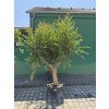 Punica granatum, granátové jablko 250 cm