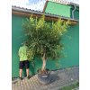 Punica granatum, granátové jablko 250 cm