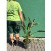 Strelitzia reginae, původ Španělsko, 100 cm